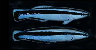 Cleaner fish (above); false cleaner fish (below)
