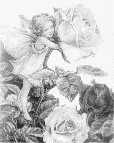 A fairy beside a rose