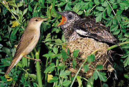 A huge cuckoo fledgling being fed by a smaller bird