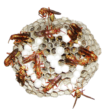A wasp-nest