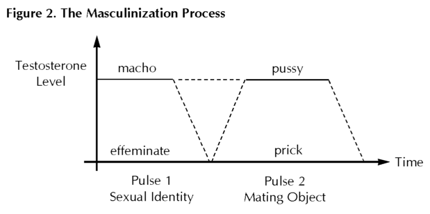 The Hormonal Masculinization Process